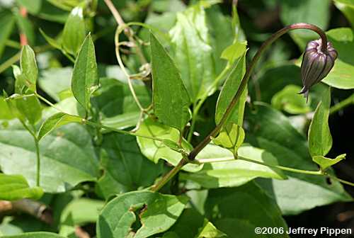 Swamp Leatherflower, Curly Clematis, Marsh Leatherflower, Southern Leatherflower, Blue Jasmine (Clematis crispa)