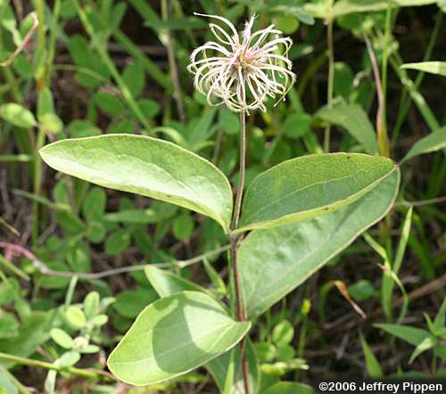 Curlyheads (Clematis ochroleuca)