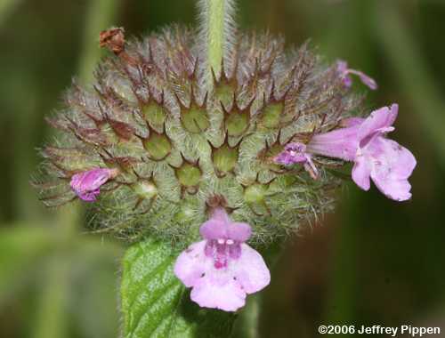 Wild Basil (Clinopodium vulgare)