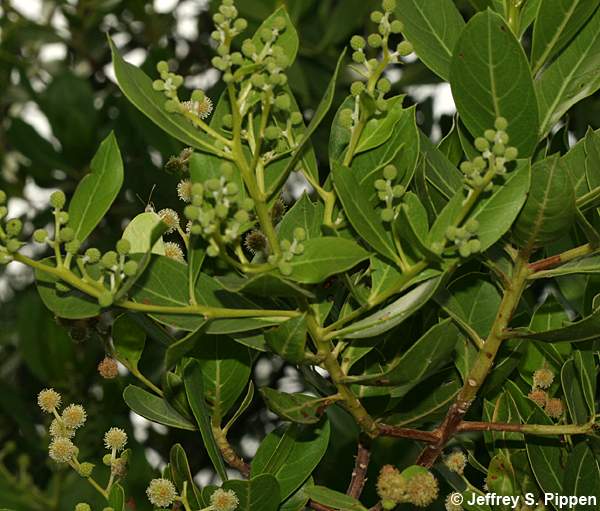 Buttonwood (Conocarpus erectus)