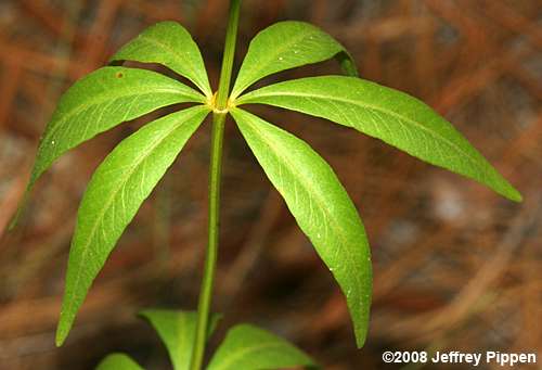 Great Tickseed, Whorled-leaf Coreopsis (Coreopsis major)