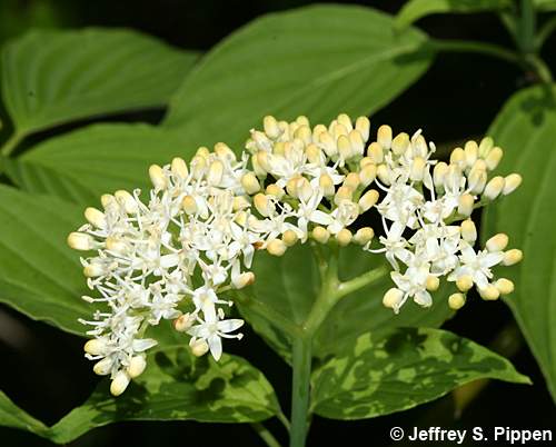 Alternate-leaf Dogwood, Pagoda Dogwood (Cornus alternifolia)
