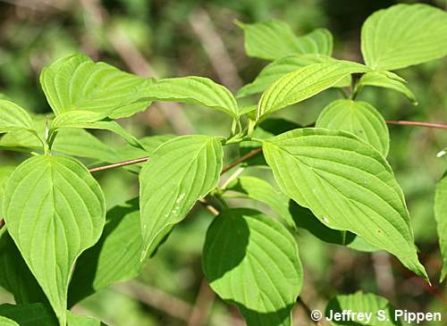 Alternate-leaf Dogwood, Pagoda Dogwood (Cornus alternifolia)