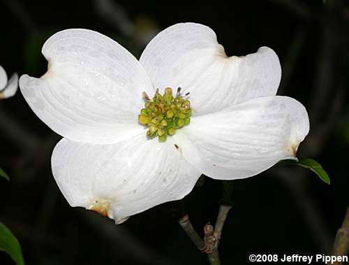 Flowering Dogwood (Cornus florida)