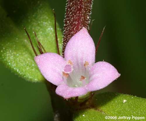 Poorjoe (Diodia teres)