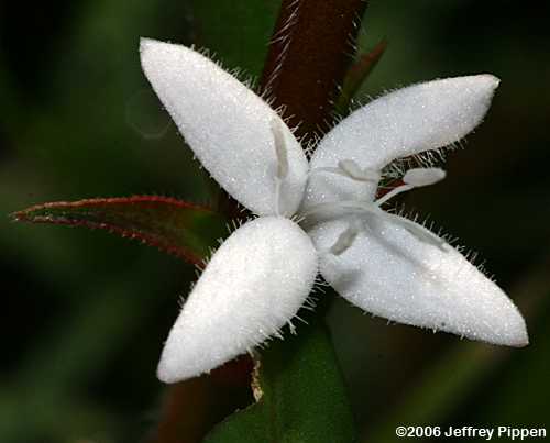Virginia Buttonweed (Diodia virginiana)
