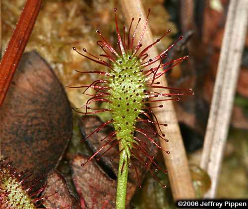 Spoonleaf Sundew (Drosera intermedia)