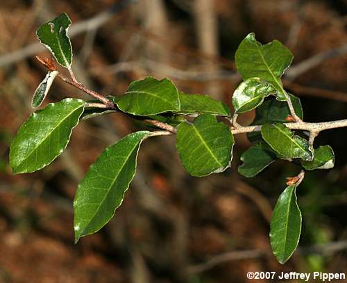 Thorny-Olive (Elaeagnus pungens)