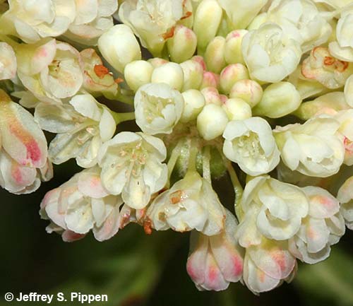 Sulphur Buckwheat (Eriogonum umbellatum)