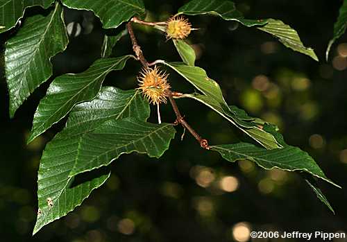 American Beech (Fagus grandifolia)