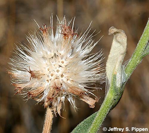Blanketflower (Gaillardia aristata)