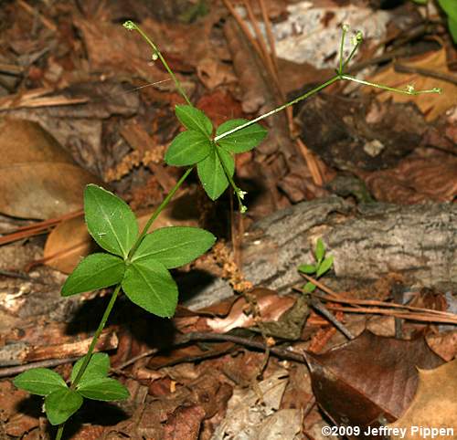 Hairy Bedstraw (Galium pilosum)