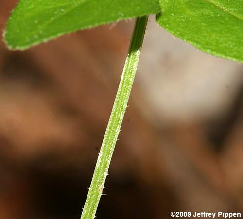 Hairy Bedstraw (Galium pilosum)