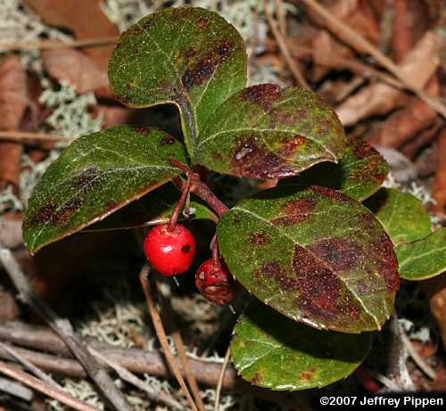 Wintergreen, Teaberry (Gaultheria procumbens)