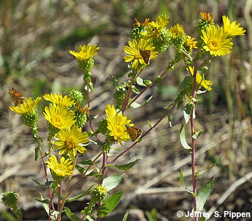 Curlycup Gumweed (Grindelia squarrosa)