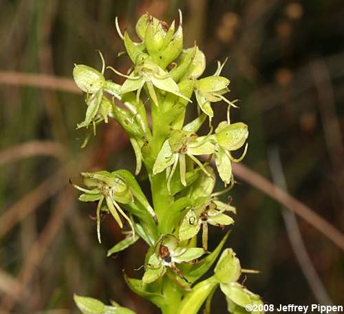 Water Spider Orchid, Floating Orchid (Habenaria repens)