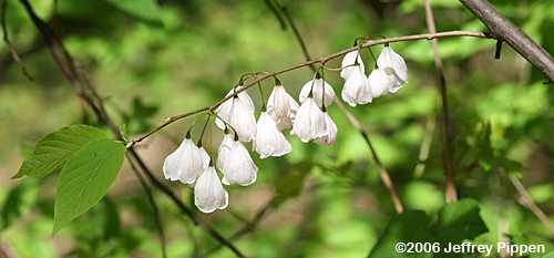 Mountain Silverbell (Halesia tetraptera)