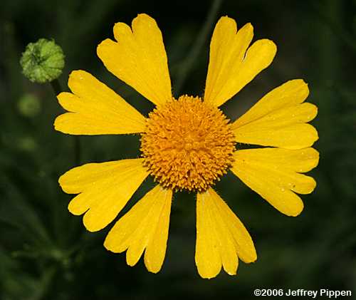 Fine-leaved Sneezeweed, Yellowdicks, Bitterweed (Helenium amarum var. amarum)
