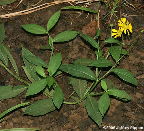 Common Sneezeweed, Autumn Sneezeweed (Helenium autumnale)