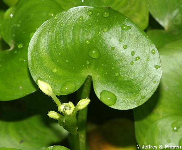 Kidneyleaf Mudplantain (Heteranthera reniformis)
