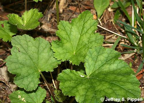 American Alumroot (Heuchera americana)