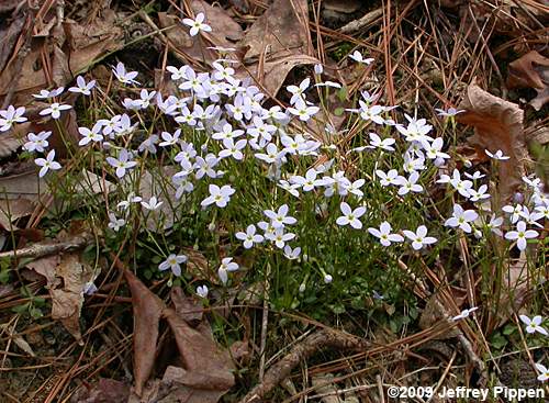 Bluets (Houstonia caerulea)