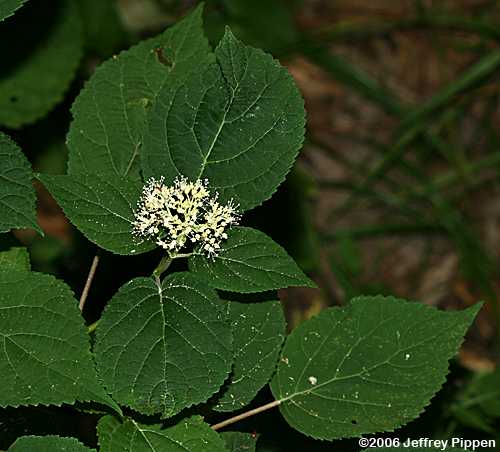 Smooth Hydrangea (Hydrangea arborescens)