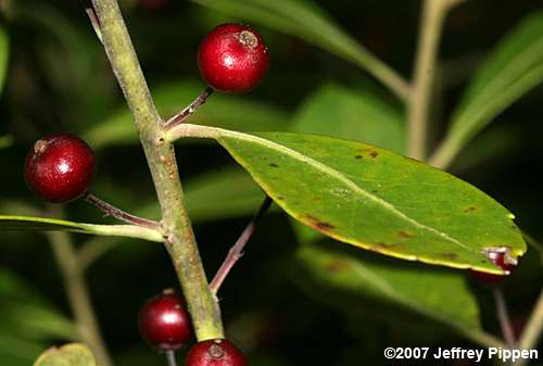 Inkberry (Ilex glabra)