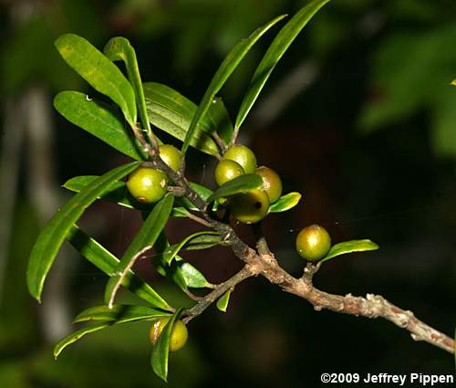 Myrtle Dahoon (Ilex myrtifolia)