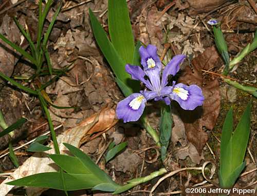 Dwarf Crested Iris (Iris cristata)