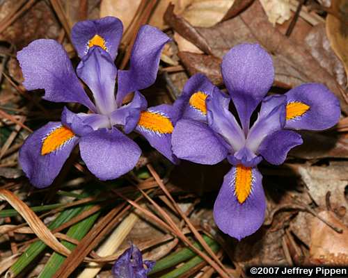 Dwarf Iris (Iris verna verna)