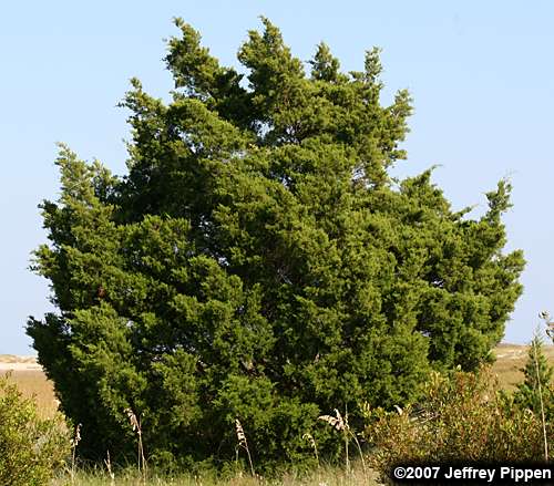 Coastal Red Cedar, Southern Red Cedar (Juniperus silicicola)