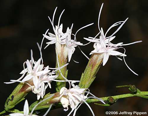 Sandhill Blazing Star (Liatris secunda)