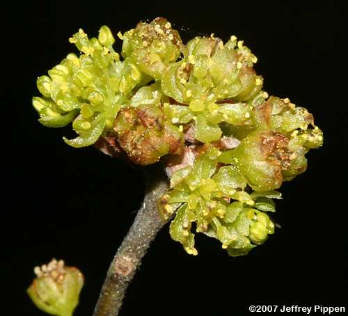 Pondberry, Southern Spicebush (Lindera melissifolia)