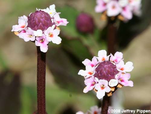 Frogfruit, Fogfruit (Lippia nodiflora, Phyla nodiflora)