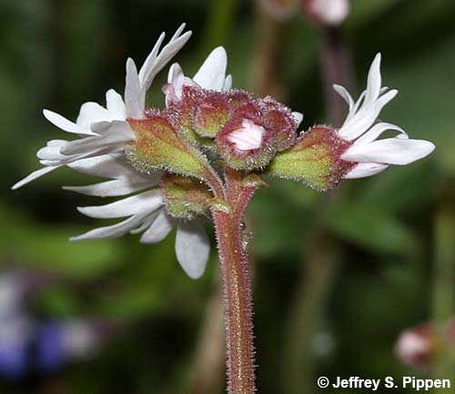 Smallflower Woodland-star (Lithophragma parviflorum)