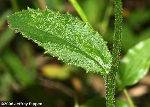 Downy Lobelia (Lobelia puberula)