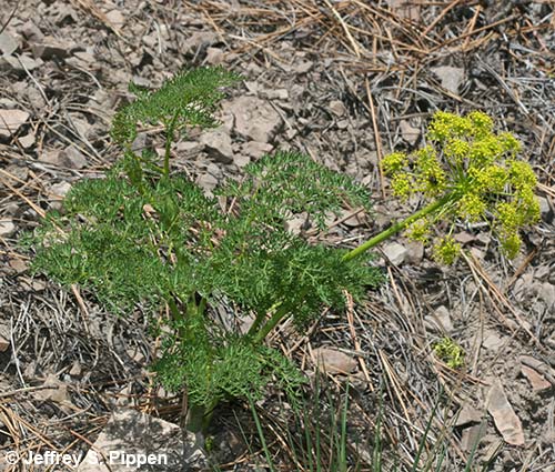 Fernleaf Biscuitroot (Lomatium dissectum)