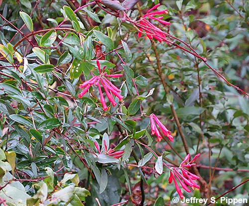 Coral Honeysuckle (Lonicera sempervirens)