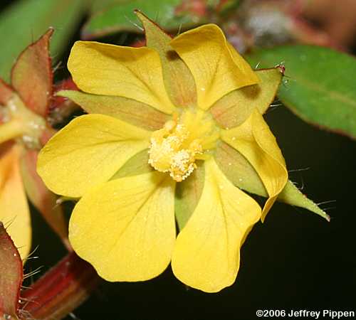 Anglestem Primrose Willow (Ludwigia leptocarpa)