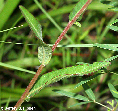 Seaside Primrose-willow, Harper's Seedbox (Ludwigia maritima)