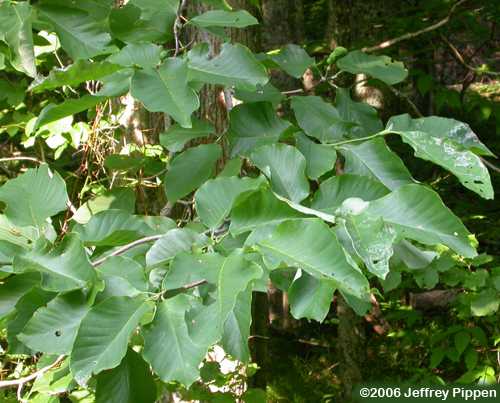 Cucumber Tree (Magnolia acuminata)