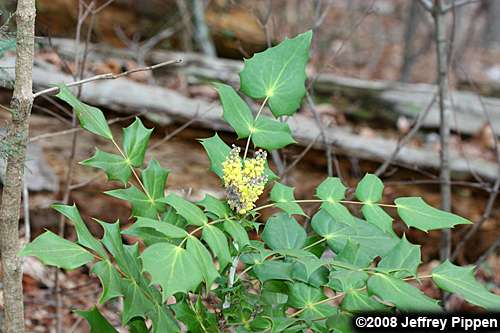 Leatherleaf Mahonia (Mahonia bealei)
