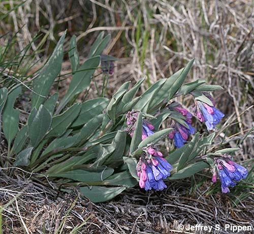 Leafy Bluebell, Oblongleaf Bluebell, Sagebrush Bluebell (Mertensia oblongifolia)