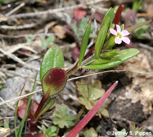 Slender Phlox (Microsteris gracilis)