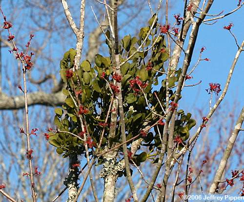 Oak Mistletoe (Phoradendron leucarpum)