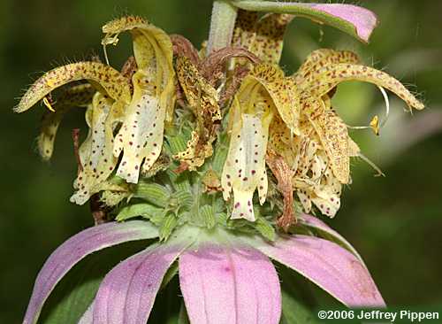 Eastern Horse-mint (Monarda punctata)