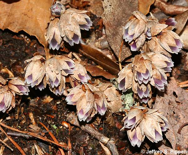 Appalachian Pygmy Pipes, Sweet Pinesap (Monotropsis odorata)