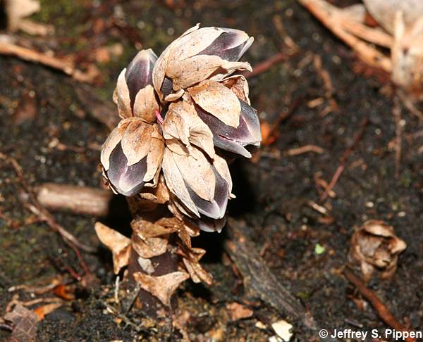 Appalachian Pygmy Pipes, Sweet Pinesap (Monotropsis odorata)