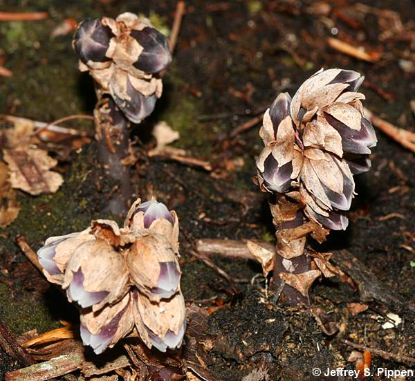 Appalachian Pygmy Pipes, Sweet Pinesap (Monotropsis odorata)